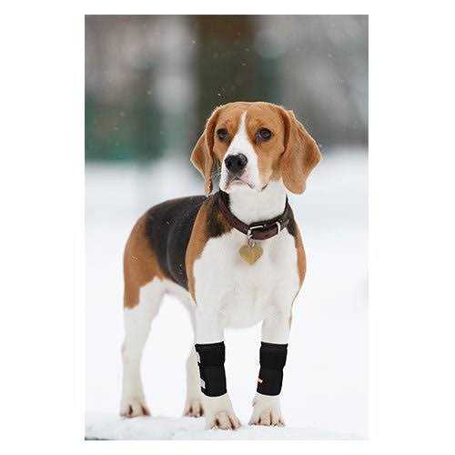 Dog Front Leg Braces and Support X114527