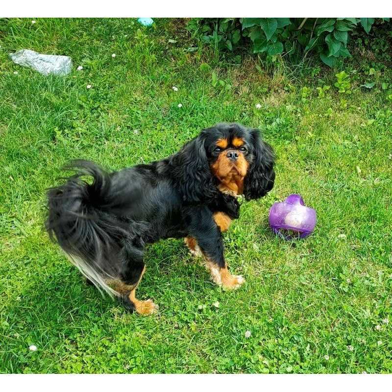 Jumbler Ball Dog Toy D219