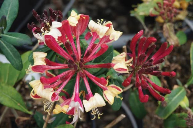 Peaches and Cream Honeysuckle Live Shrub 2.25 gal K914