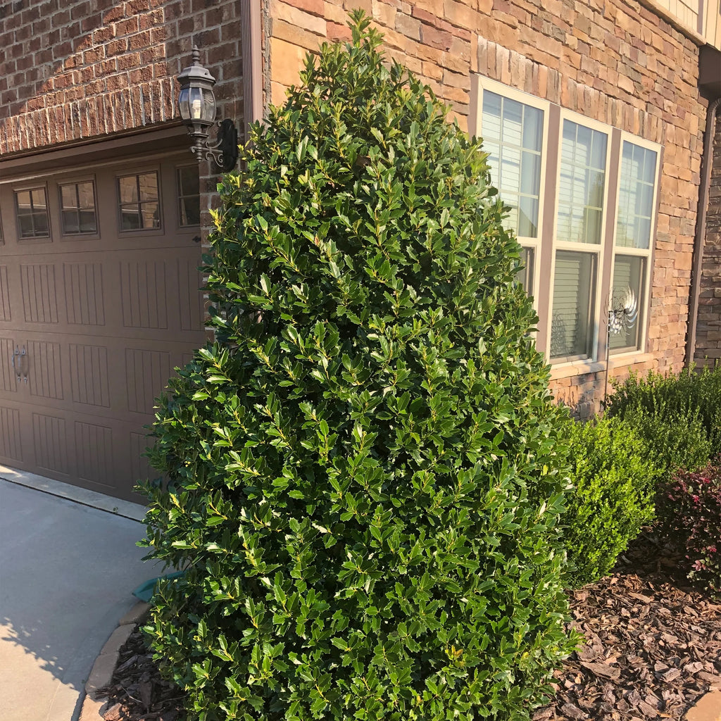 Holly Live Shrub 3 Gallon W7658