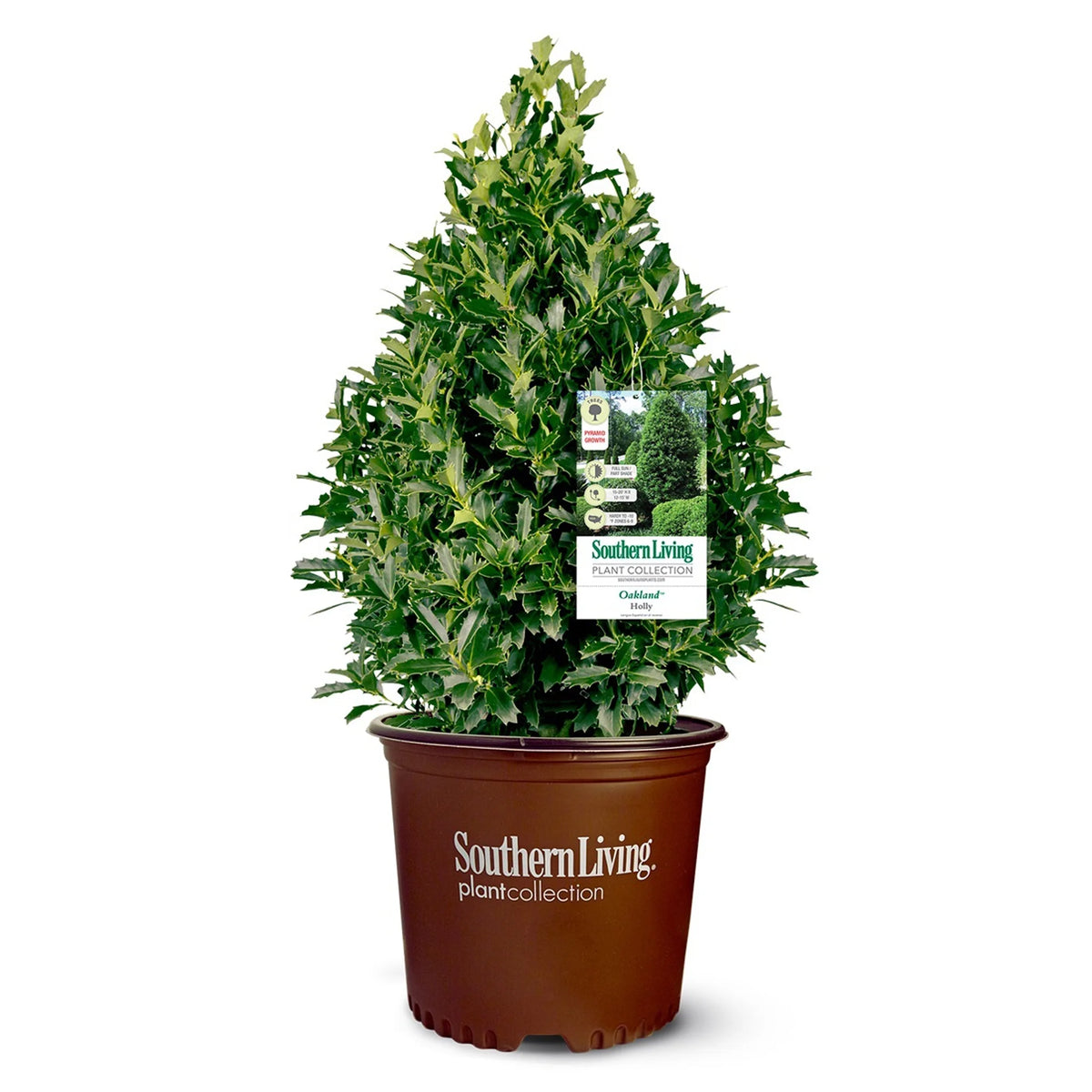 Holly Live Shrub 3 Gallon W7658