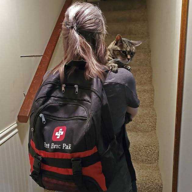 Cat Emergency Backpack H486
