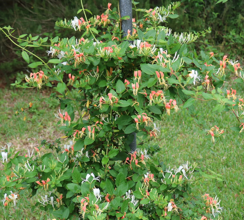 Peaches and Cream Honeysuckle Live Shrub 2.25 gal K914