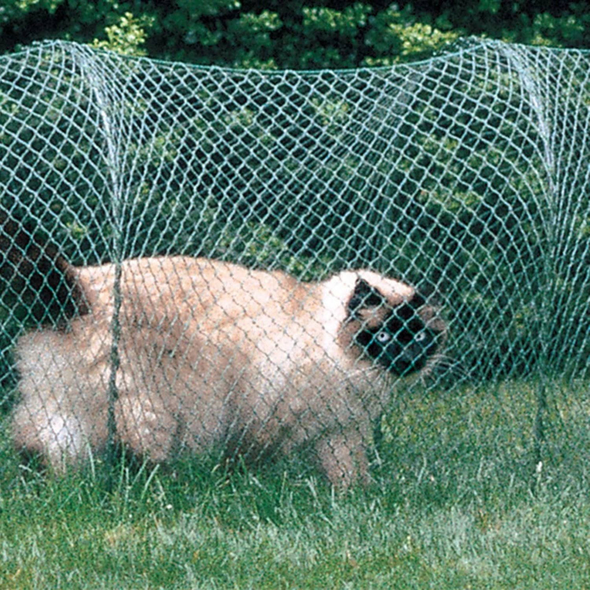 Green Outdoor Cat Enclosure R53431