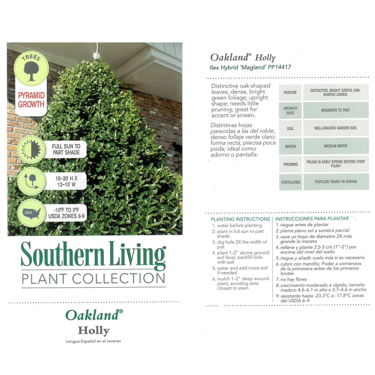 Holly Live Shrub 3 Gallon W7658