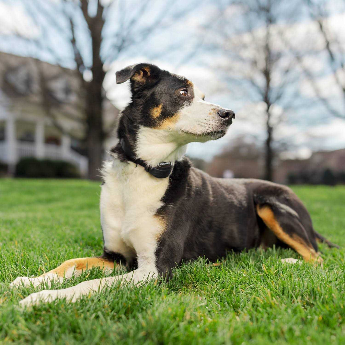 Wireless Fence Receiver Collar K99022