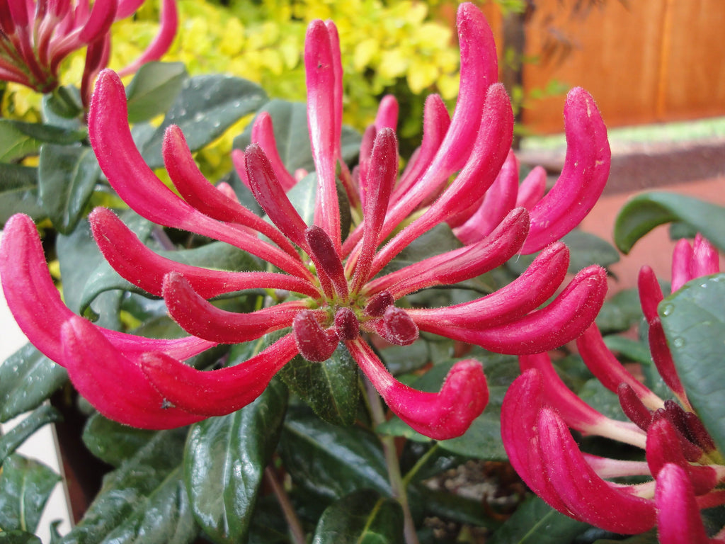 Peaches and Cream Honeysuckle Live Shrub 2.25 gal K914