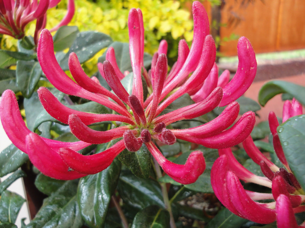 Peaches and Cream Honeysuckle Live Shrub 2.25 gal K914