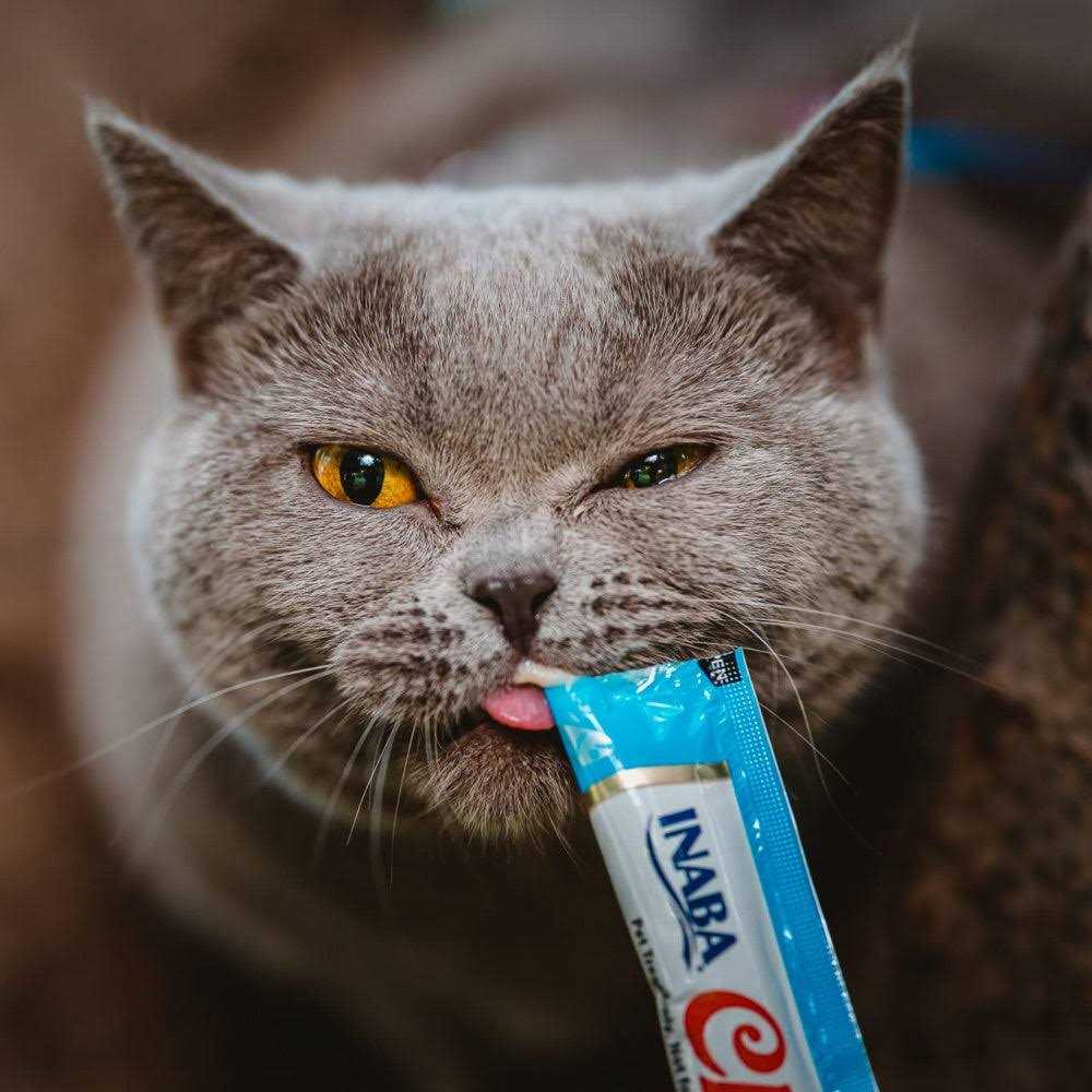Lickable Creamy Puree Cat Treats L86570