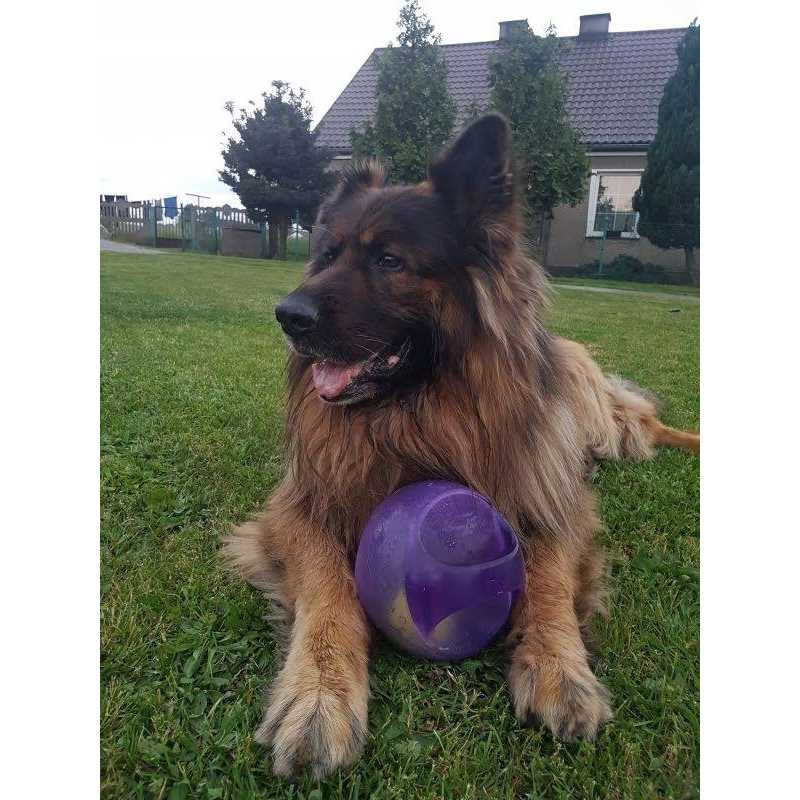 Jumbler Ball Dog Toy D219