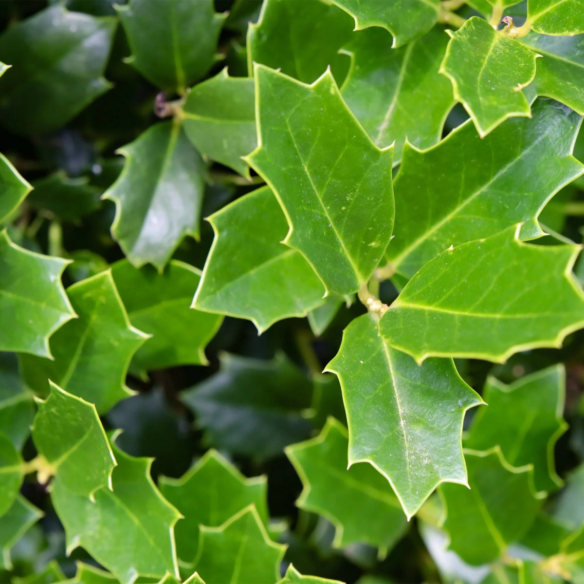 Holly Live Shrub 3 Gallon W7658