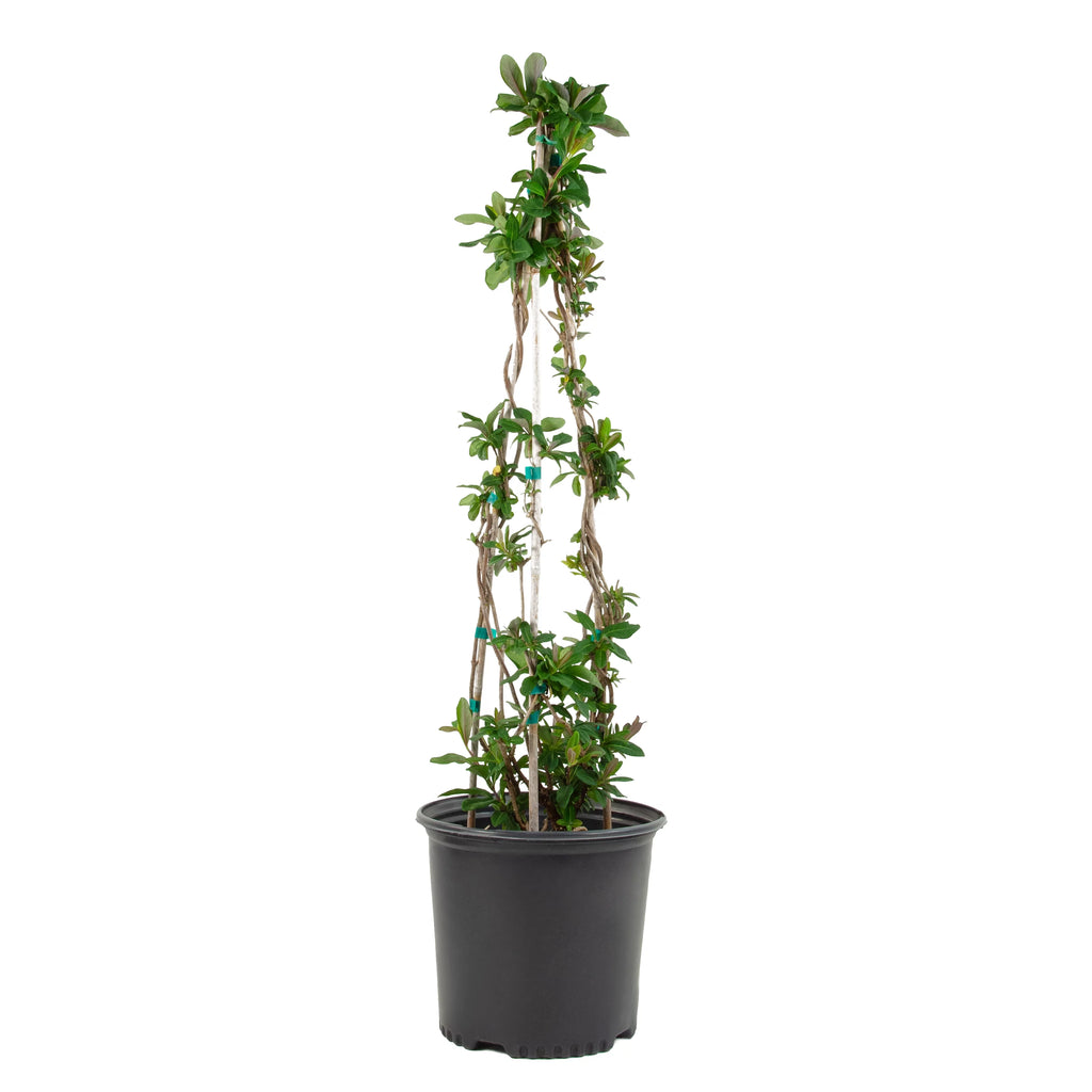 Peaches and Cream Honeysuckle Live Shrub 2.25 gal K914