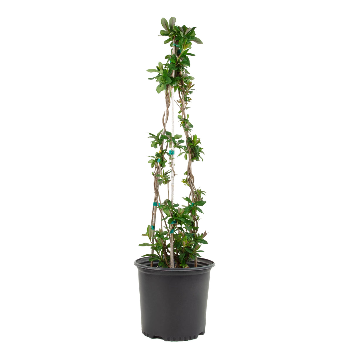 Peaches and Cream Honeysuckle Live Shrub 2.25 gal K914