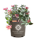 Peaches and Cream Honeysuckle Live Shrub 2.25 gal K914