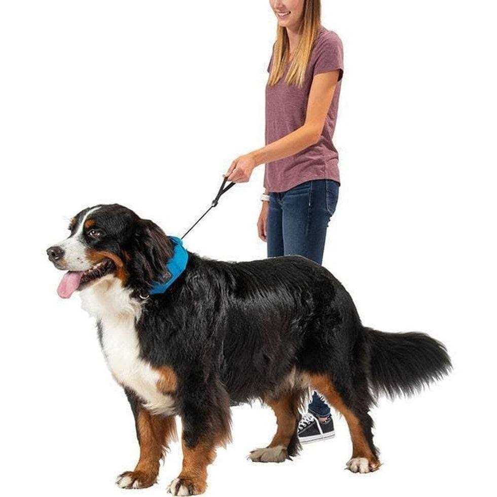 All-In-One Collar + Leash N6249