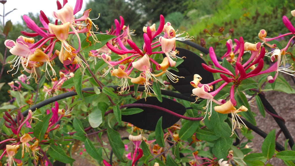 Peaches and Cream Honeysuckle Live Shrub 2.25 gal K914