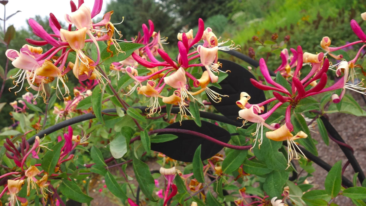 Peaches and Cream Honeysuckle Live Shrub 2.25 gal K914