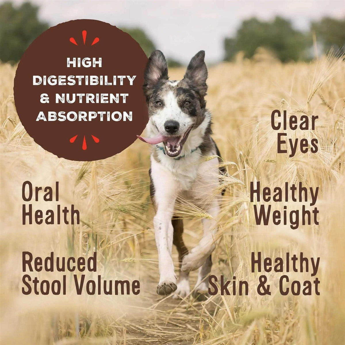 Freeze Dried Lamb Dog Food D286
