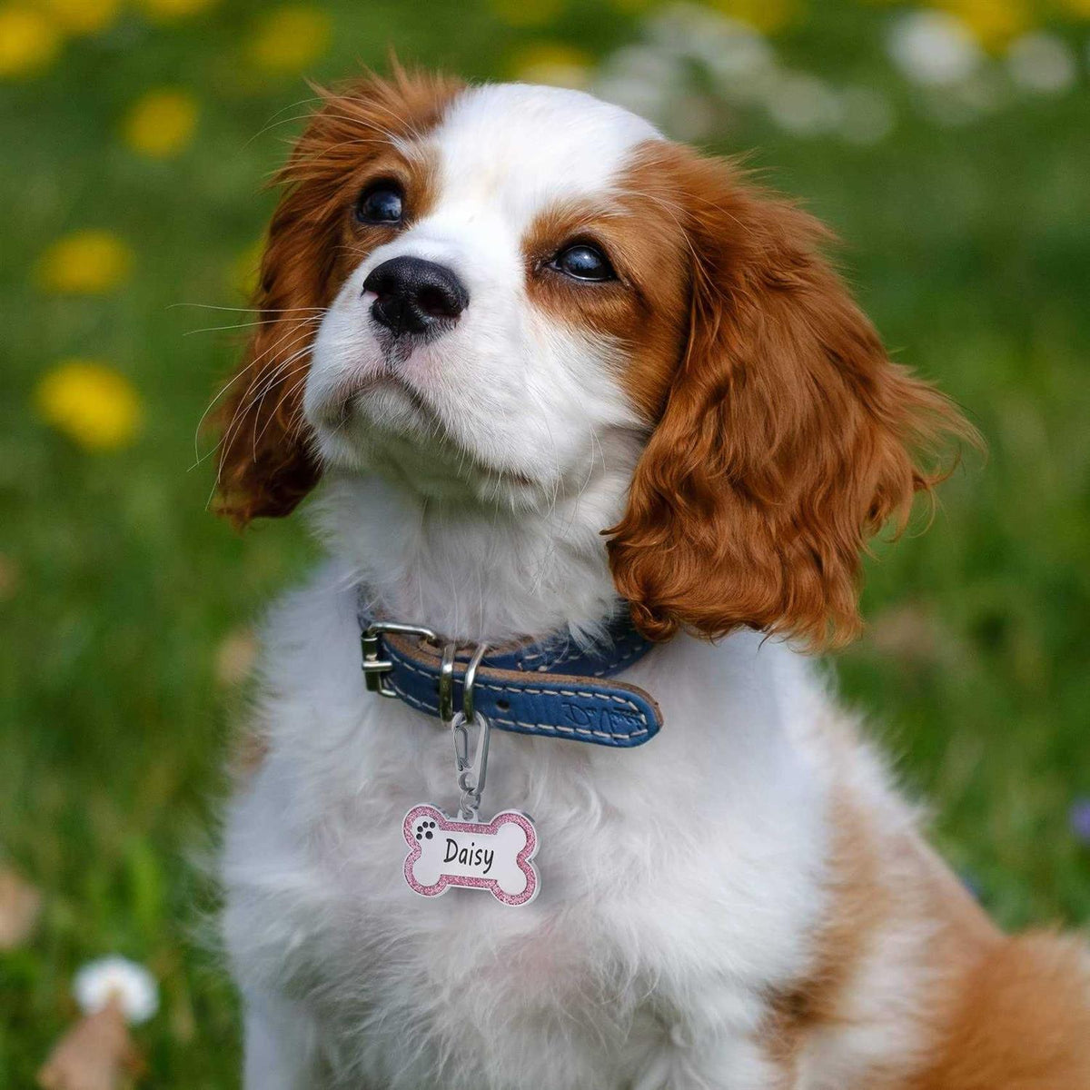 Stainless Steel Pet ID Tags D899